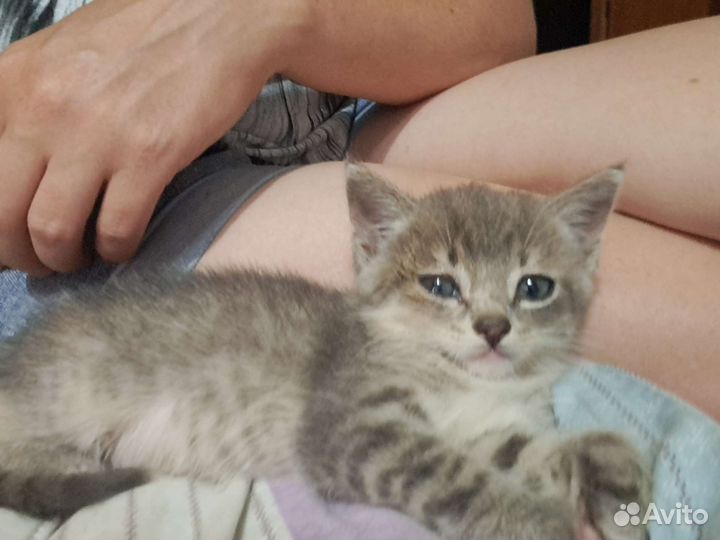 Кошка в дар бесплатно