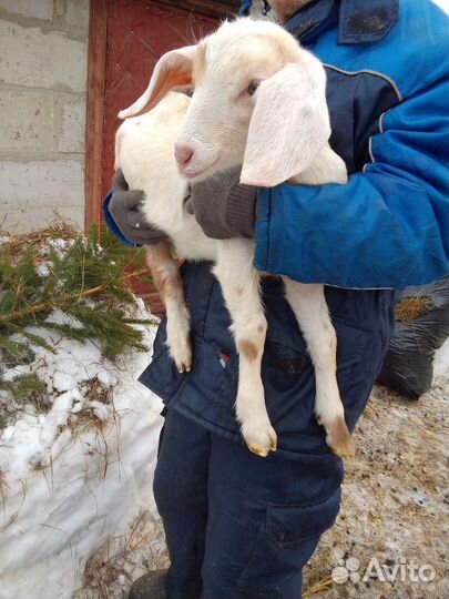 Козлята нубокамори на племя