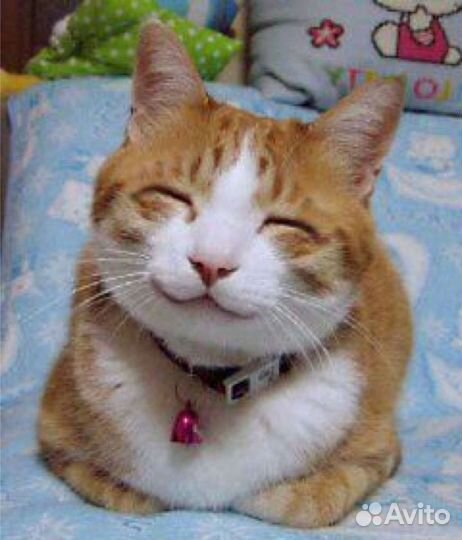 Передержка кошек и котов повышенной комфортности