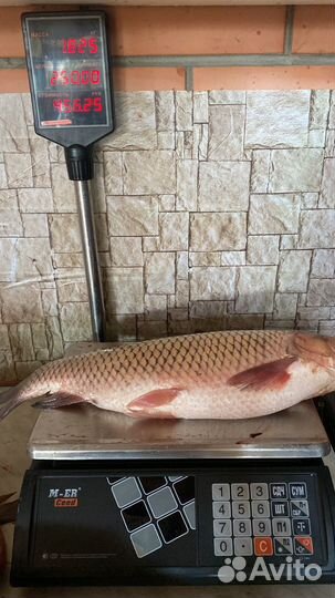 Рыба свежая