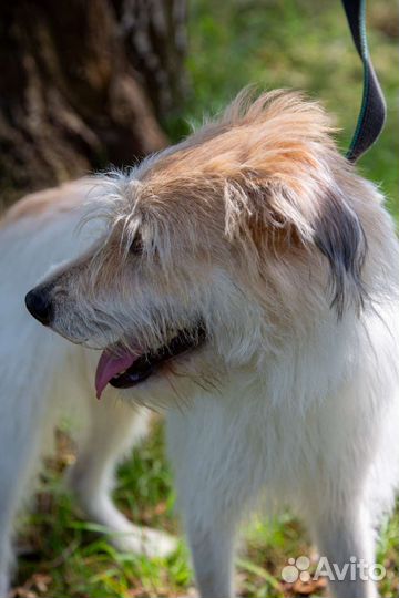 Манс, Мансуля, Мансур