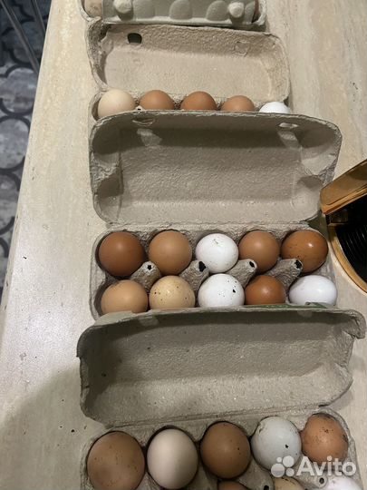 Домашние куриные яйца