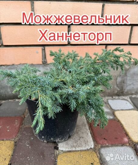 Можжевельник