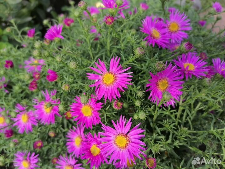 Садовые цветы многолетники