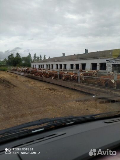 Быки телки. плем