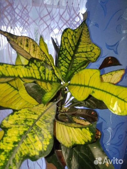 Кротон Вилма, драцена