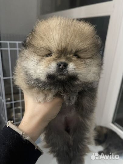 Малый немецкий шпиц, малыши