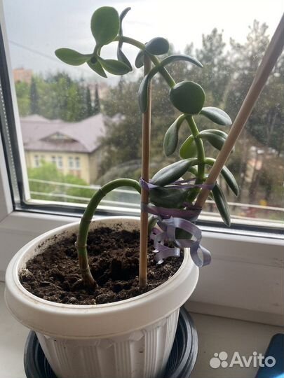 Денежное дерево