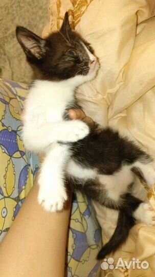 Котята