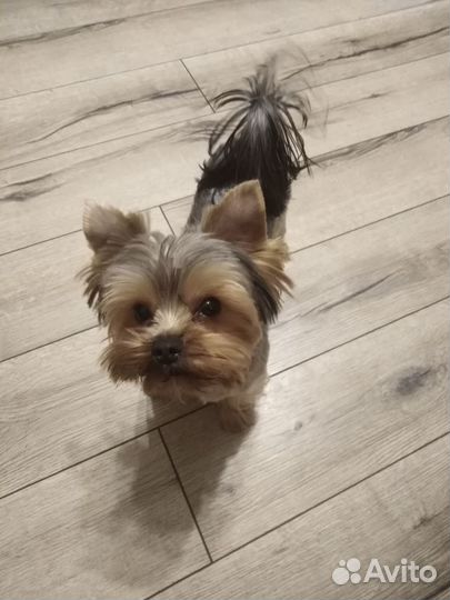 Йорк жених ищет невесту