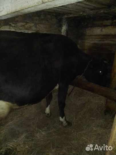 Корова дойная