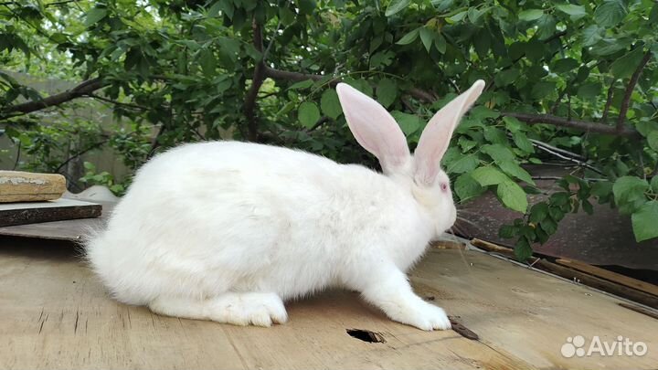 Крол самец на племя