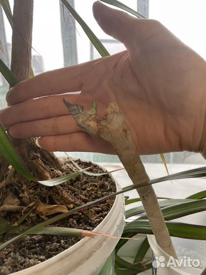 Пальма драцена