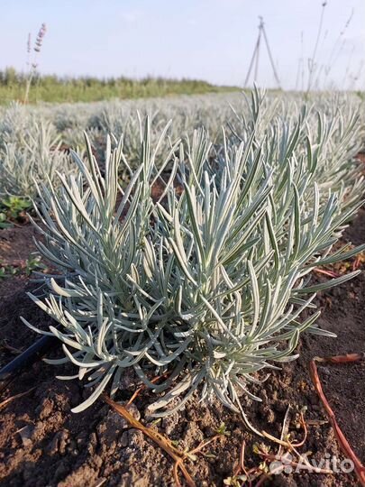 Лаванда Розмарин Тимьян