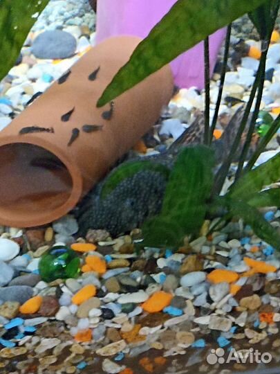 Рыбки сомики детки