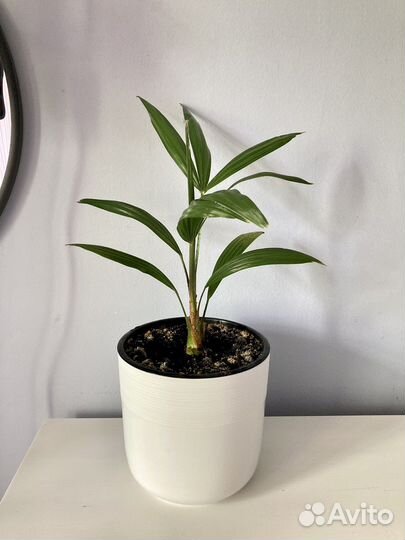 Пальма трахикарпус