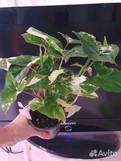 Сингониумы и Сциндапсусы