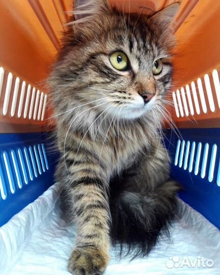 Кастрация кота с доставкой домой