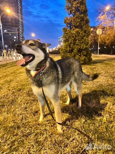 Молодой кобель в добрые руки