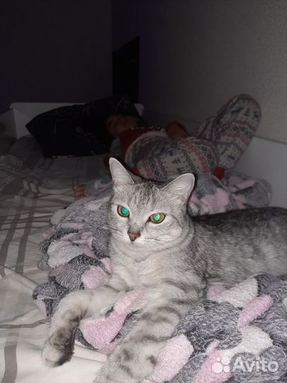 Отдам в хорошие руки кошку