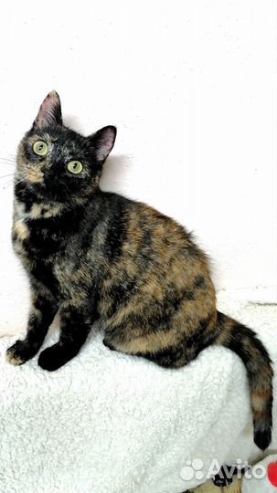 Розитта в дар