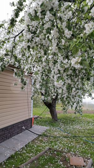 Дом 59 м² на участке 50 сот.