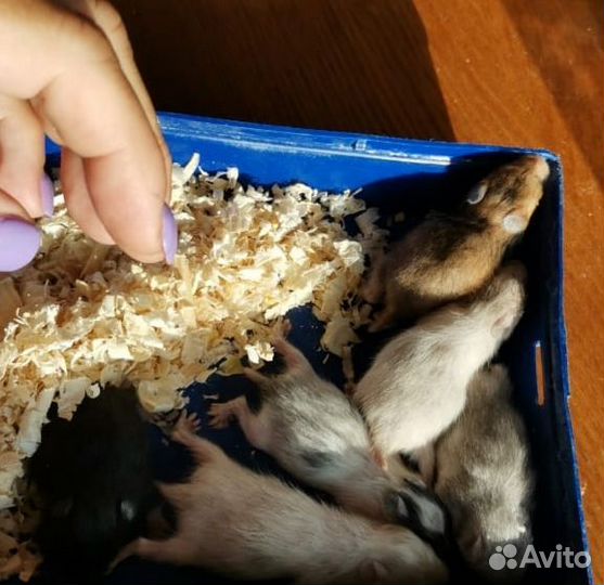 Сирийский хомяк