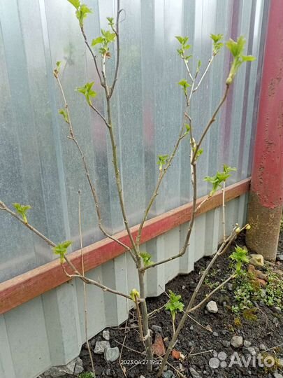 Черная смородина