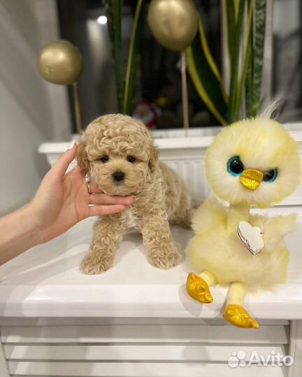 Мальтипу кукольные экслюзивные мишки тедди ф1