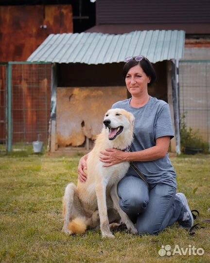 Собака в добрые руки