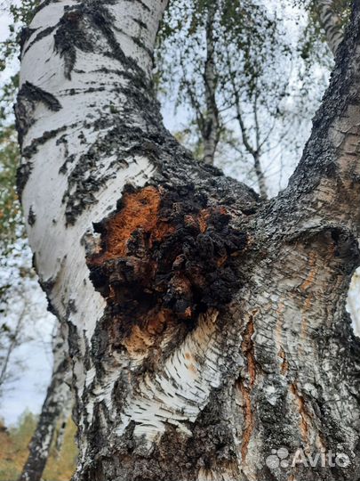 Чага березовая молотая,черная,любая