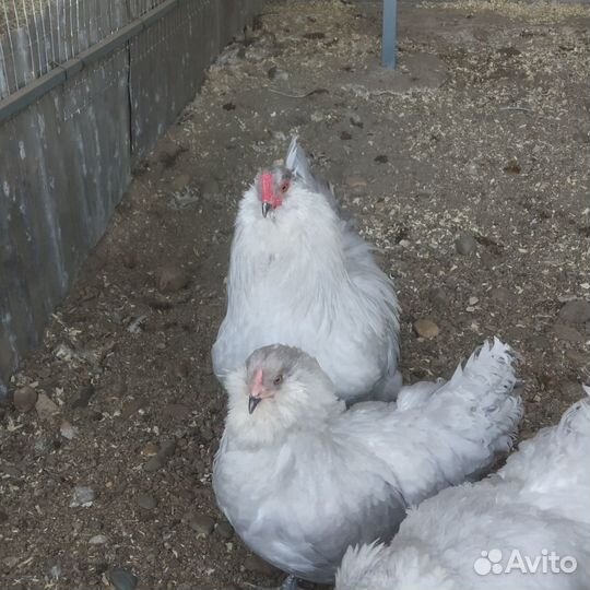 Инкубационное яйцо маран, амераукана, лакенфельдер