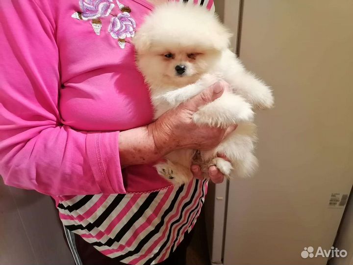 Щенки шпица