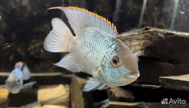 Аквариумные рыбки. Нанокара. Малыши