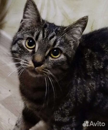 Передержка кошек, няня для котов кошек