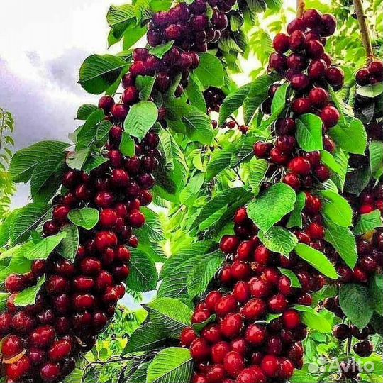 Черешня колоновидная Сильвия саженцы