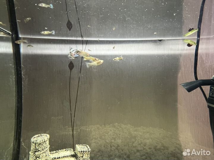 Мальки гуппи