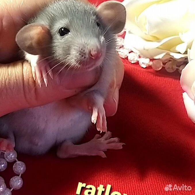 Крысята голубые дамбо от ratlove