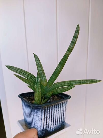 Сансевиерия Бонселенсис