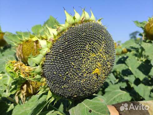 гибрид подсолнечника сафари. гибрид сафари подсолнечника. гибрид подсолнечника "грандис". гибриды подсолнечника. подсолнечник грандис.
