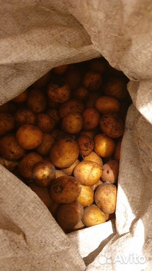 Семенной картофель