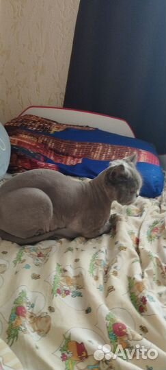 Кошка бесплатно