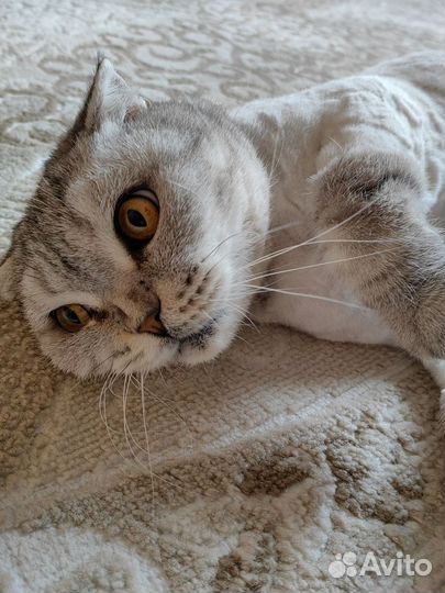 Шотландская кошка