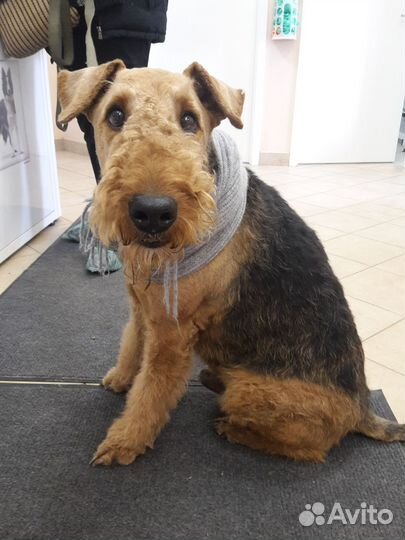 Ветеринарные услуги. Ветеринарный врач на дом