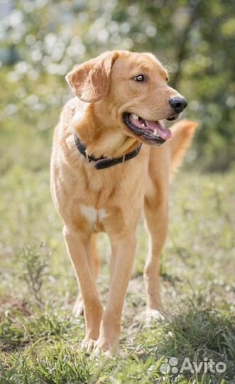 Собака кобель