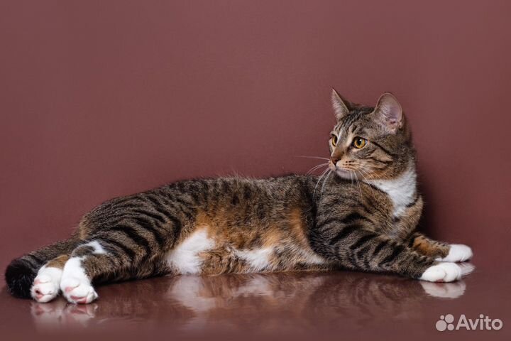 Кошки бесплатно