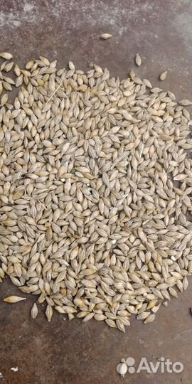 Продам ячмень