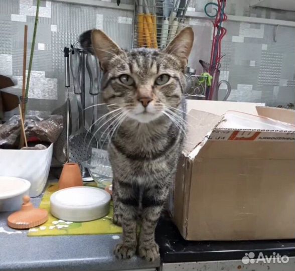 Ищем коту дом
