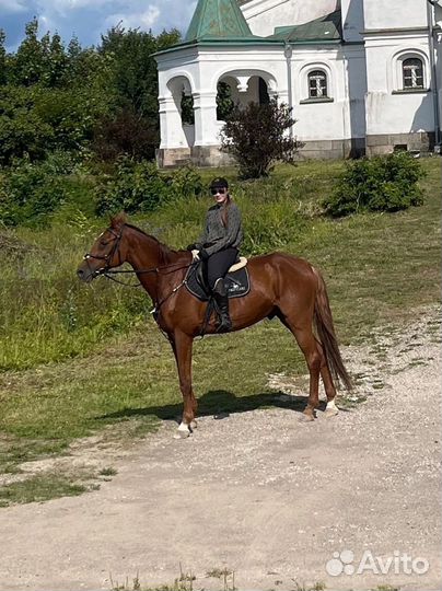 Продам лошадь