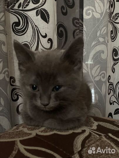 Котики бесплатно